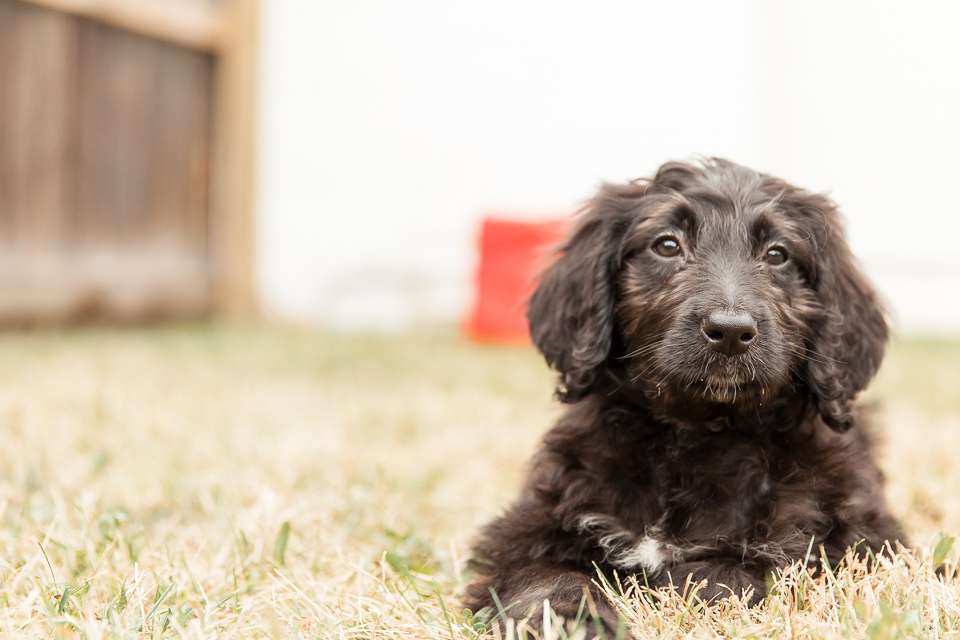 If you're asking me if I took 137 professional photos of my puppy this morning, then the answer is yes. Yes I did.